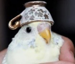 Birb