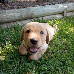 Jake The Dog