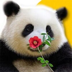 花花 (flower flowe